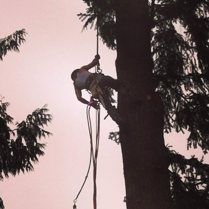 Arborist climbing a conifer tree during a job at dusk
